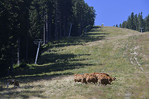 Bansko