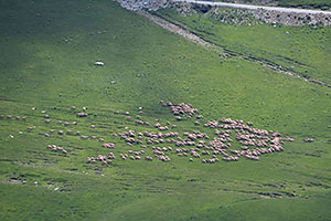 Transalpina, DN67C