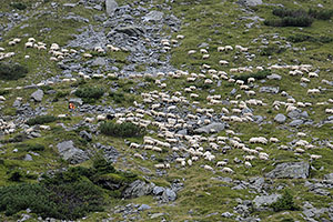 Transfăgărășan