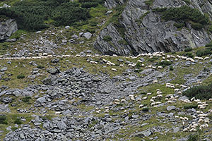 Transfăgărășan