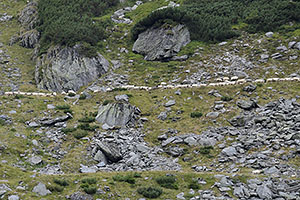 Transfăgărășan