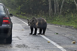 Transfăgărășan