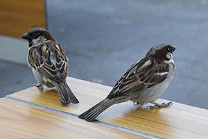 Sarajevo: vrabce, 28.4.2024 Sarajevo