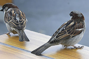 Sarajevo: vrabce, 28.4.2024 Sarajevo