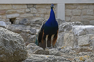 Knossos