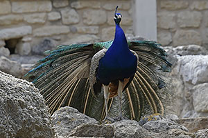 Knossos