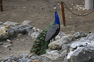 Knossos