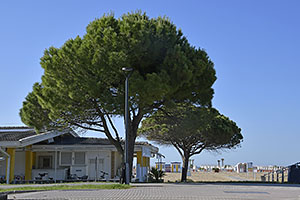 Bibione
